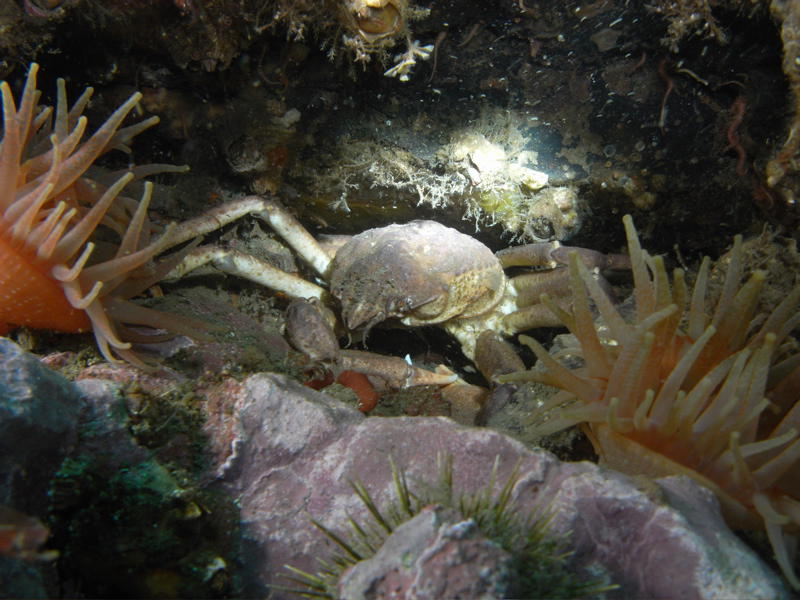 Large crab (picture by Marco Oudshoorn)